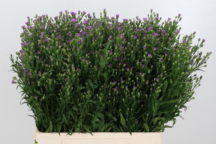 <h4>Aster Casarosa Roze</h4>