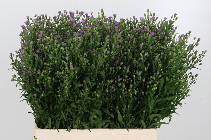 <h4>Aster Casarosa Roze</h4>