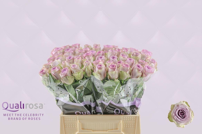 <h4>R Gr Lullaby</h4>