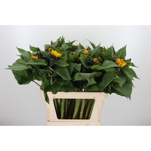 Helianthus Sunrich Orang