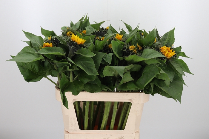<h4>Helianthus Sunrich Orang</h4>