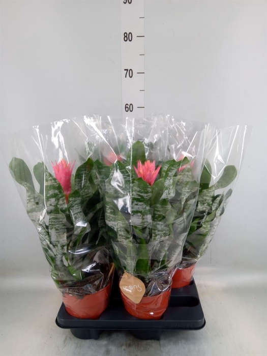 <h4>Aechmea   ...</h4>