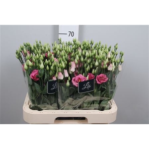 Eus G Rosi Rose Pink