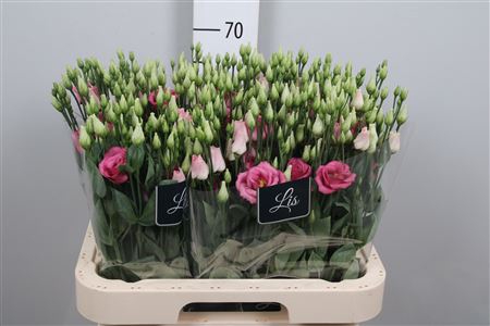 <h4>Eus G Rosi Rose Pink</h4>