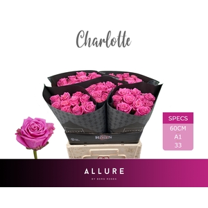 R GR CHARLOTTE ALLURE Allure Specials