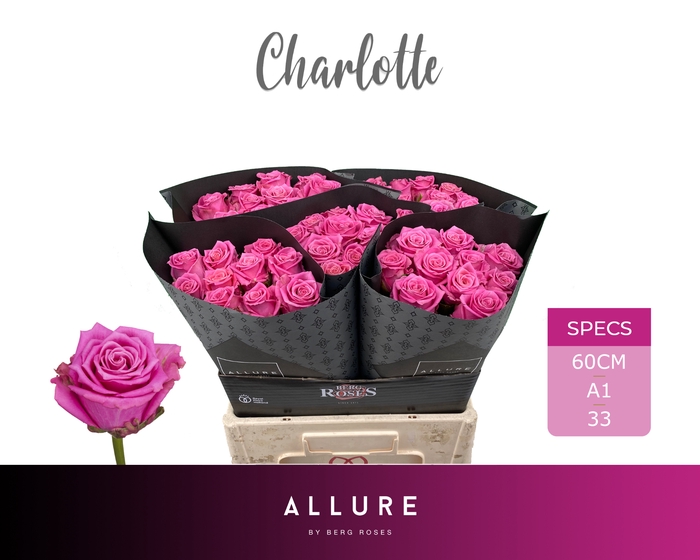 <h4>R GR CHARLOTTE ALLURE Allure Specials</h4>