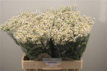 <h4>Tanacetum Pa Cameron</h4>