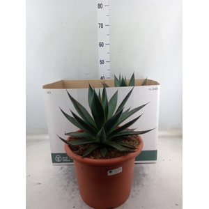 Agave  'Shaka Zulu'
