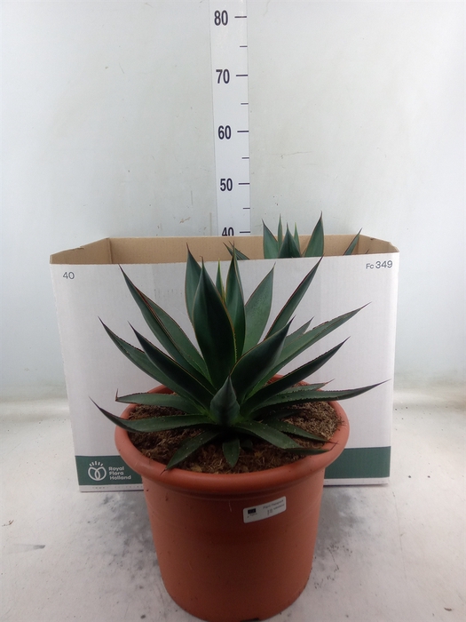 <h4>Agave  'Shaka Zulu'</h4>