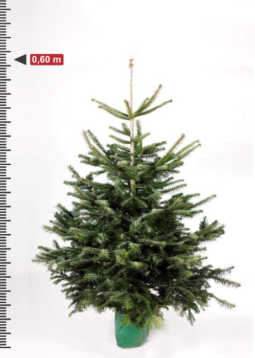 <h4>ABIES NORDMANNIANA</h4>