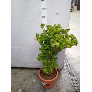 Crassula ovata