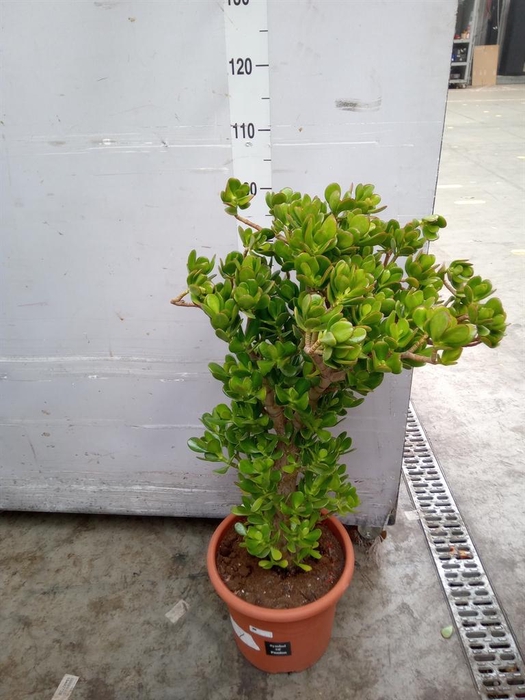 <h4>Crassula ovata</h4>