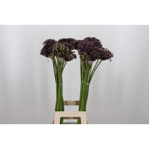 Allium Miami