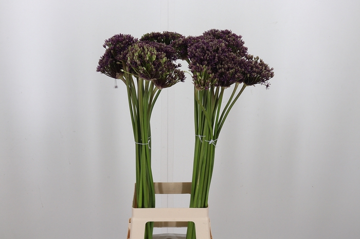 <h4>Allium Miami</h4>
