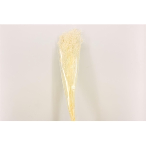 Pres Gyps Bleached Bunch Slv