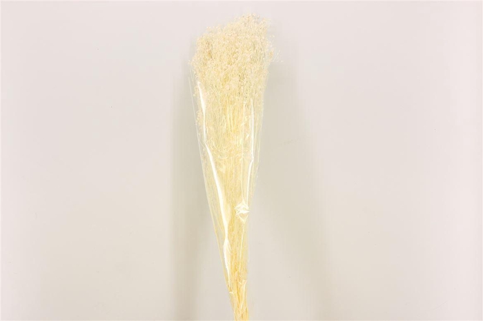 <h4>Pres Gyps Bleached Bunch</h4>