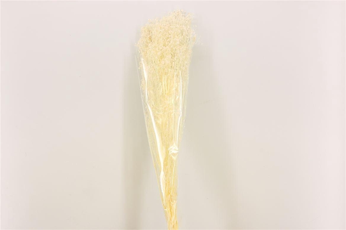 <h4>Pres Gyps Bleached Bunch Slv</h4>