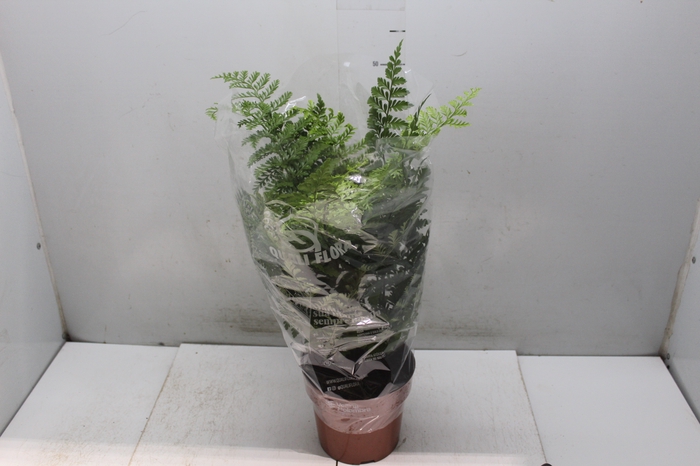 <h4>ASPLENIUM PARVATI P17</h4>