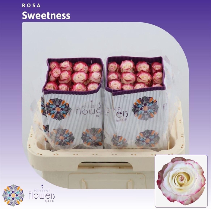 <h4>Rosa gr Sweetness</h4>