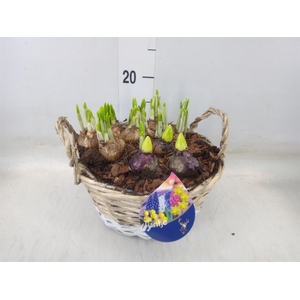 Arr.   Bol/Knolgewas L%