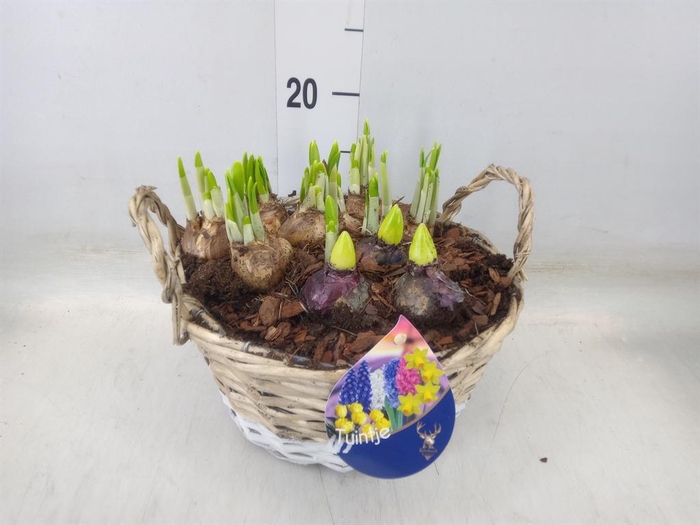 <h4>Arr.   Bol/Knolgewas L%</h4>