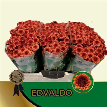 <h4>Chr S Aaa Edvaldo</h4>