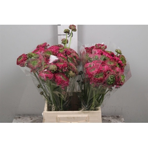 Ran Pon-pon Aladin Ex