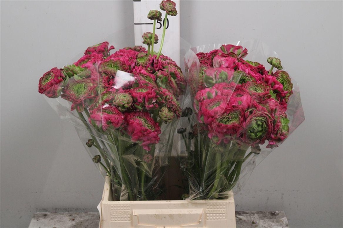 <h4>Ran Pon-pon Aladin Ex</h4>