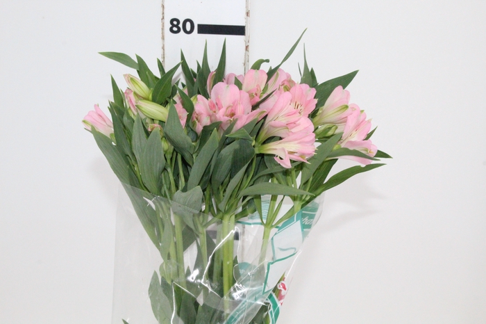 <h4>ALSTROEMERIA DUBAI 080 CM</h4>