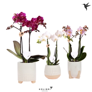 Kolibri Orchids Phalaenopsis mix 2 spike in Desert pot white