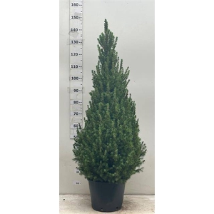 PICEA GLAUCA CONICA P32 155CM