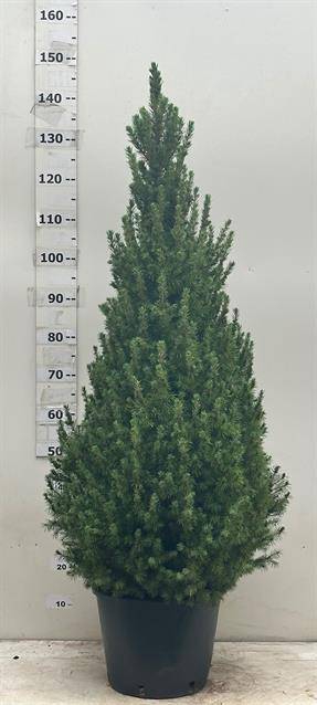 <h4>PICEA GLAUCA CONICA P32 155CM</h4>