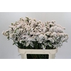 Limonium sinuatum Olga White