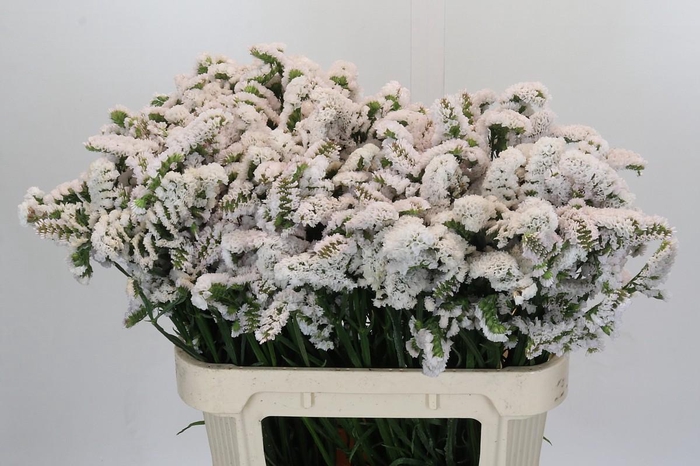 Limonium sinuatum Olga White