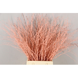 Betula Bs Paint Apricot