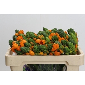 Ornithogalum Dubium Sunshine