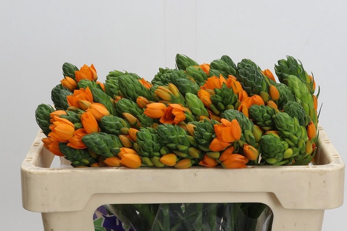 <h4>Ornithogalum Dubium Sunshine</h4>