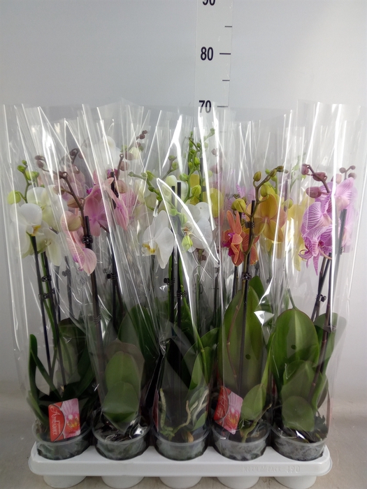 <h4>Phalaenopsis   ...mix</h4>