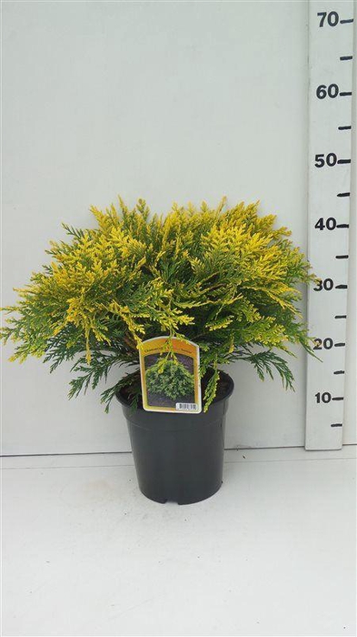 <h4>Chamaecyparis Sunkist</h4>