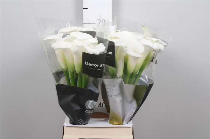 <h4>Zant Ivory Art</h4>