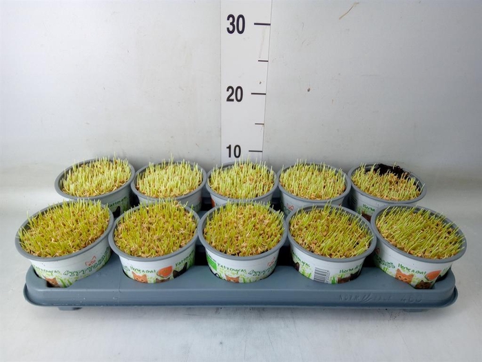 <h4>Hordeum sp.   ...kattegras zaai</h4>