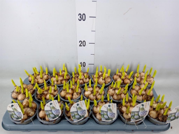 <h4>Muscari  'Manon'</h4>