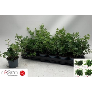 Hedera Helix Green