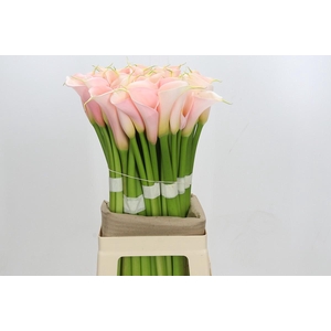 Zantedeschia Eydolls Salmon