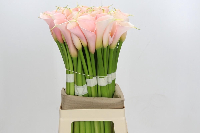 <h4>Zantedeschia Eydolls Salmon</h4>