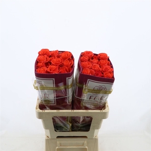 Rosa gr Dragon Tale