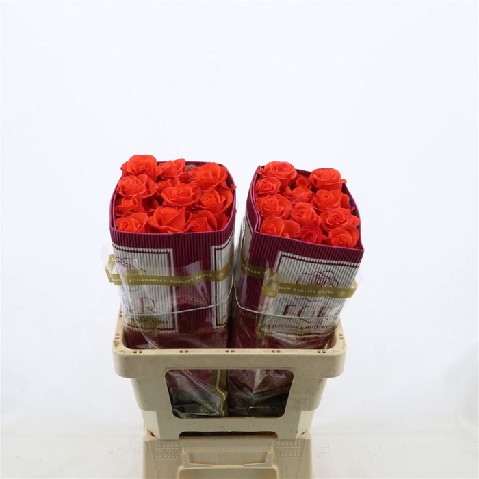 Rosa gr Dragon Tale