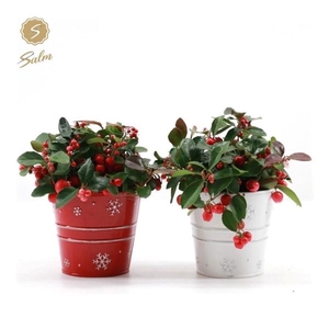 Gaultheria pr. 'Big Berry'® P10 in Zinc X-mas Duo