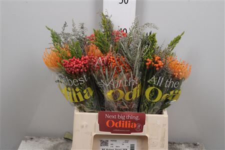 <h4>Leuco Soleil Bq</h4>