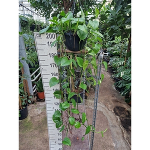 Epipremnum Aureum hangplant XL